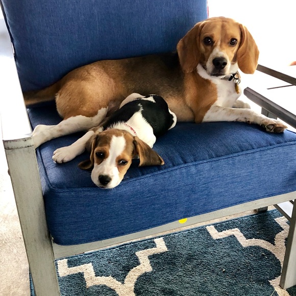 Meet your Posher, Sara - Picture 2 of 2